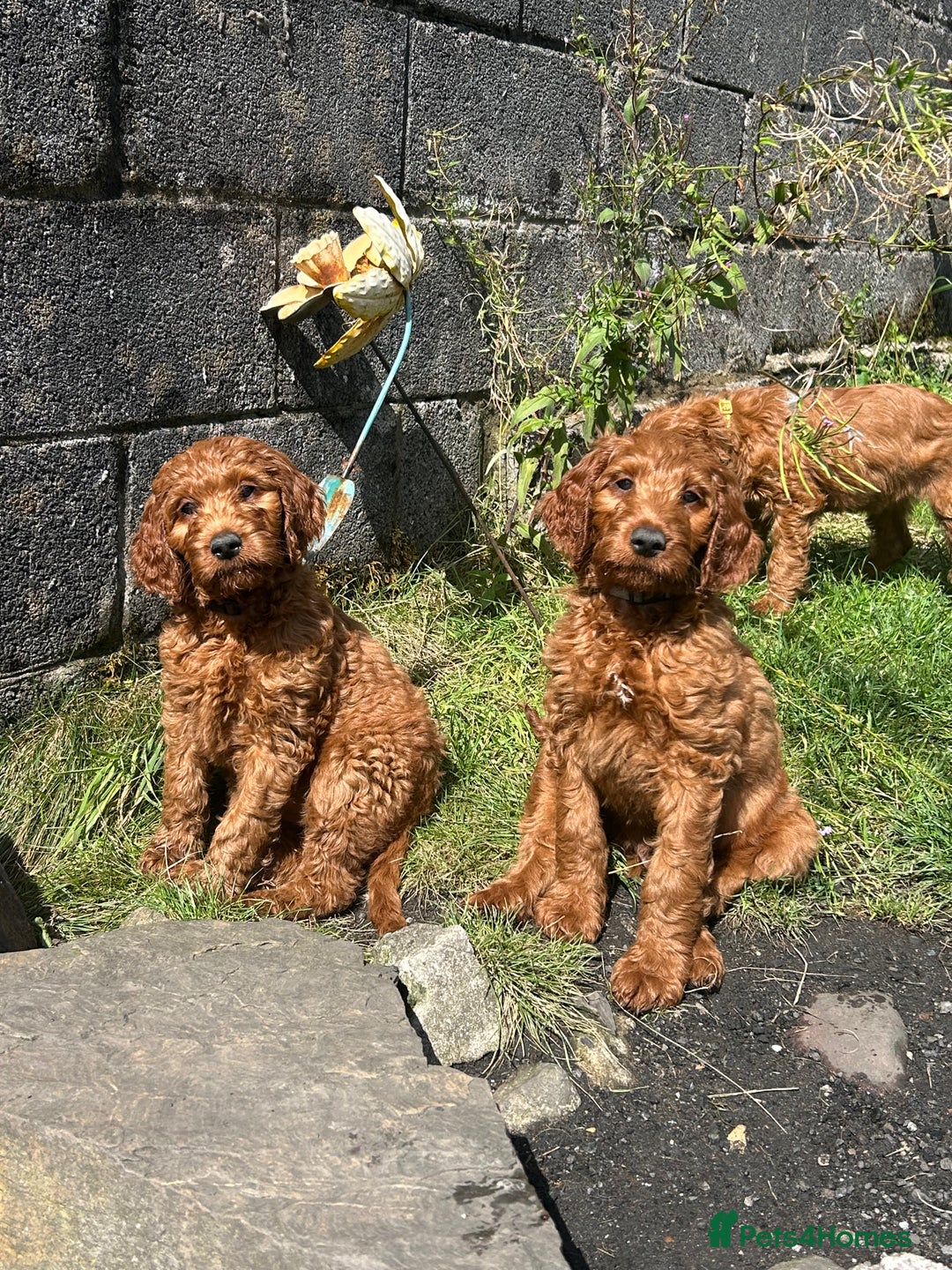Irish Doodle dogs for sale: Irish doodles - Image 2