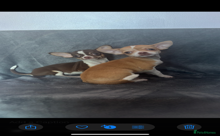 Chihuahua dogs Chihuahuas puppies  - Advert 15