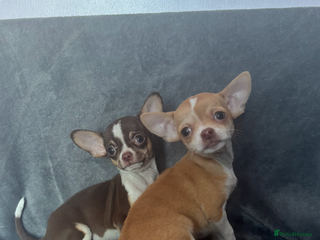 Chihuahua dogs Chihuahuas puppies - Advert 17