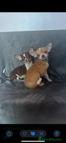 Chihuahua dogs Chihuahuas puppies - Advert 2