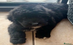 Bernedoodle dogs for sale: 🐾🐶 Stunning chunky bernedoodle babies 🐶🐾 - Image 13