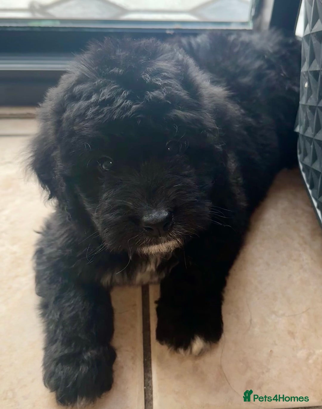 Bernedoodle dogs for sale: 🐾🐶 Stunning chunky bernedoodle babies 🐶🐾 - Image 13
