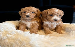 Cavapoo dogs for sale: beautiful colour cavapoos looking for new homes - Image 5