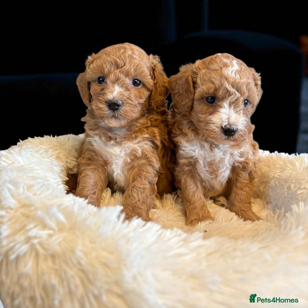 Cavapoo dogs for sale: beautiful colour cavapoos looking for new homes - Image 5