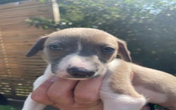 Whippet dogs for sale: Whippet pups  - Image 4