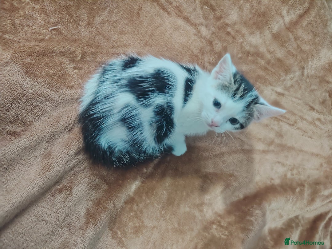 Mixed Breed cats for sale: Kittens  - Image 8