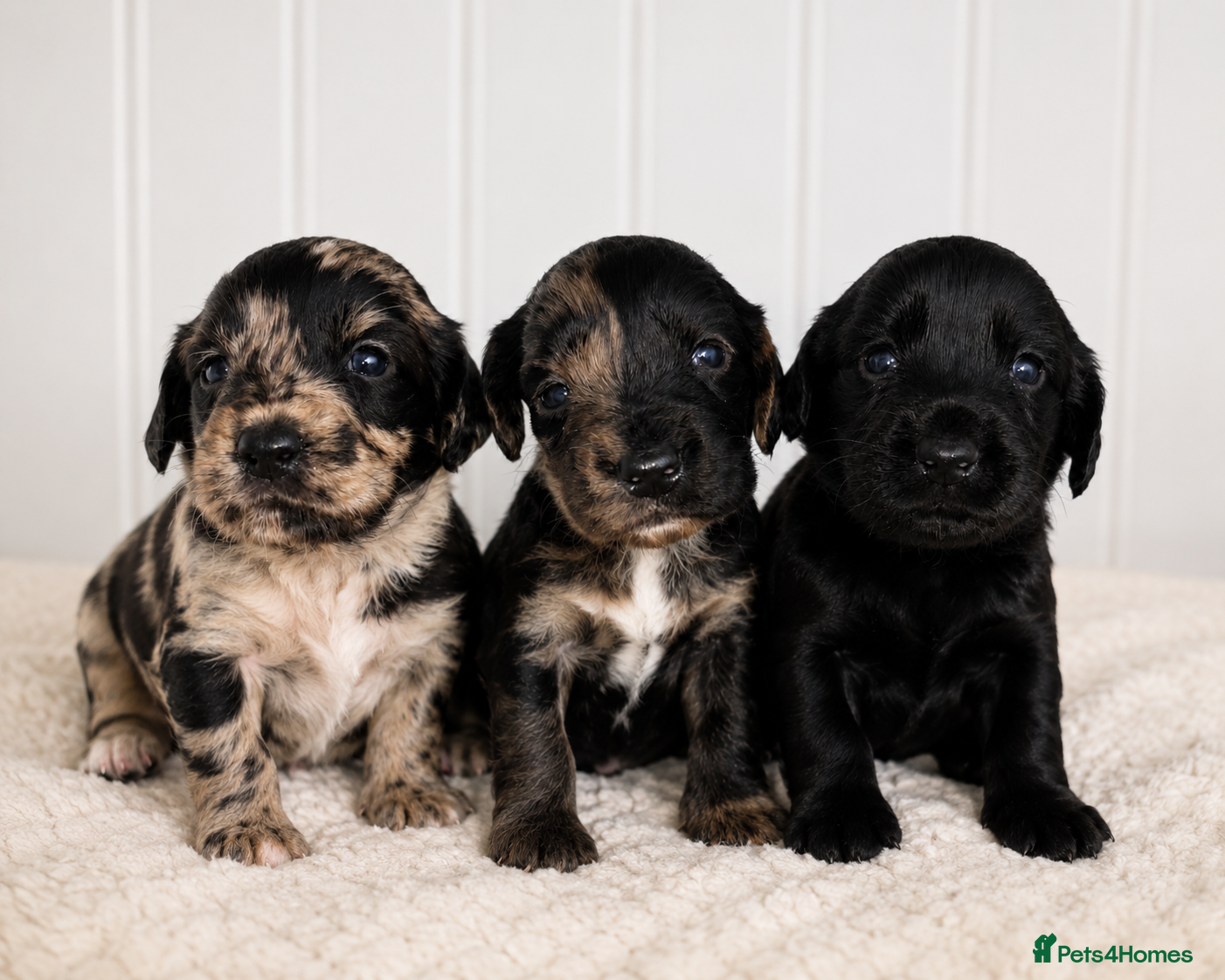 Cocker Spaniel dogs Stunning Merle Cocker Spaniels 🐾  - Advert 1