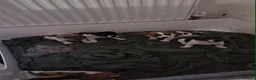 Jack Russell dogs for sale: 2 left!!! Jackrussle puppies   - Advert 3