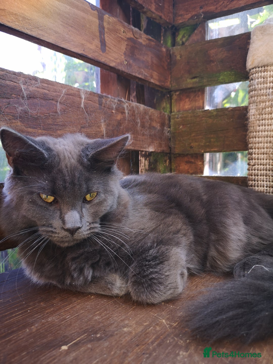 Maine Coon cats for sale: Maicoon mix XL - Image 2