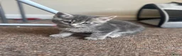 Mixed Breed cats for sale: Grey boy - Advert 6