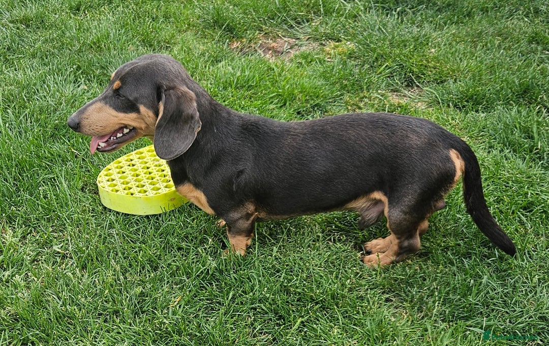 Miniature Dachshund dogs for sale: Miniture dachshund entire - Advert 2