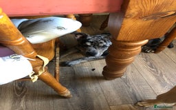 Mixed Breed dogs for sale: Joanne White - Image 4