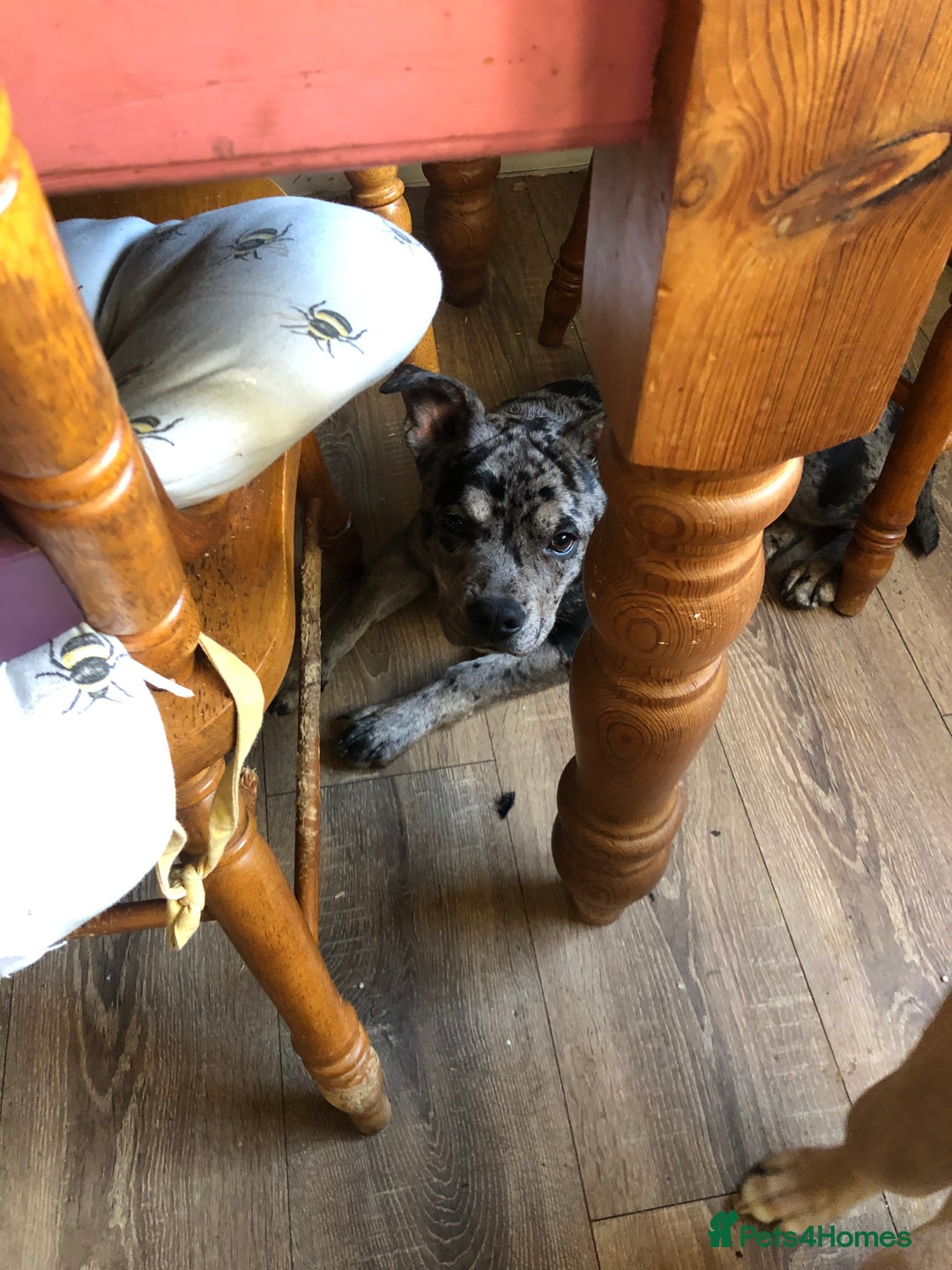 Mixed Breed dogs for sale: Joanne White - Image 4