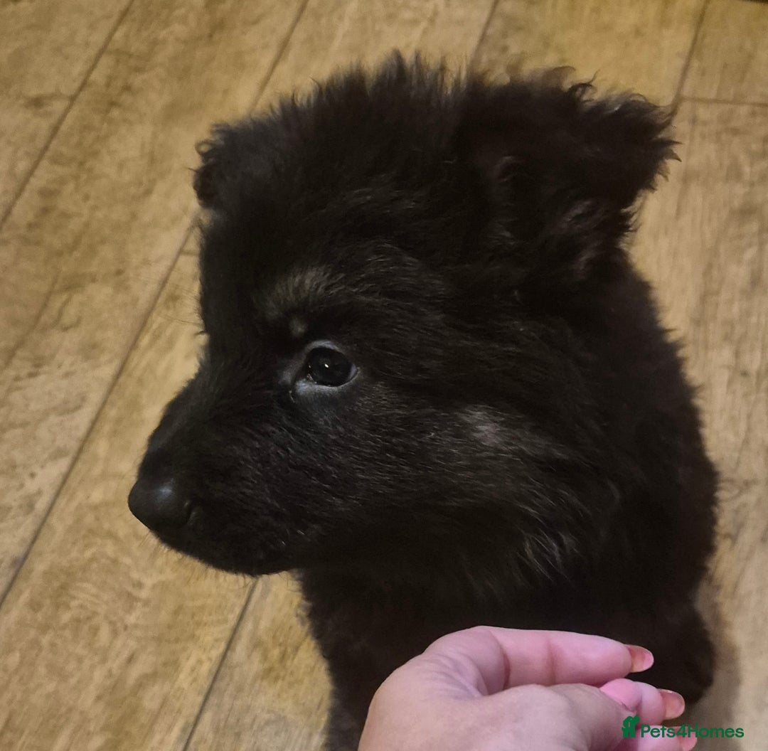 German Shepherd dogs for sale: Female german shepherd ready now - Image 5