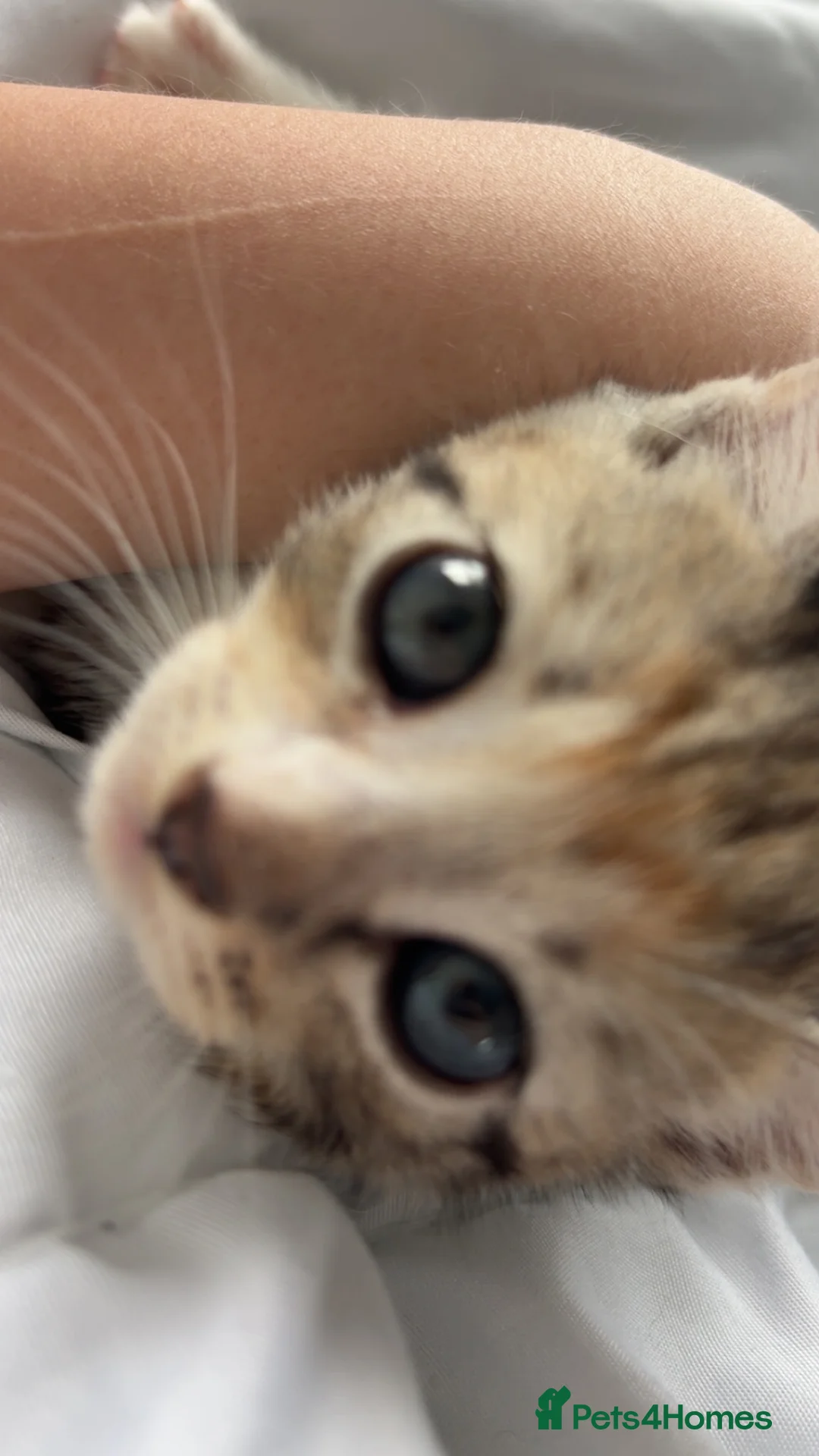 Mixed Breed cats for sale: 4 Kittens for homes  in Kendal - Advert 6