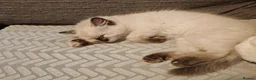 Ragdoll cats for sale: 3 beautiful Ragdoll boys ready forr new homes - Advert 7