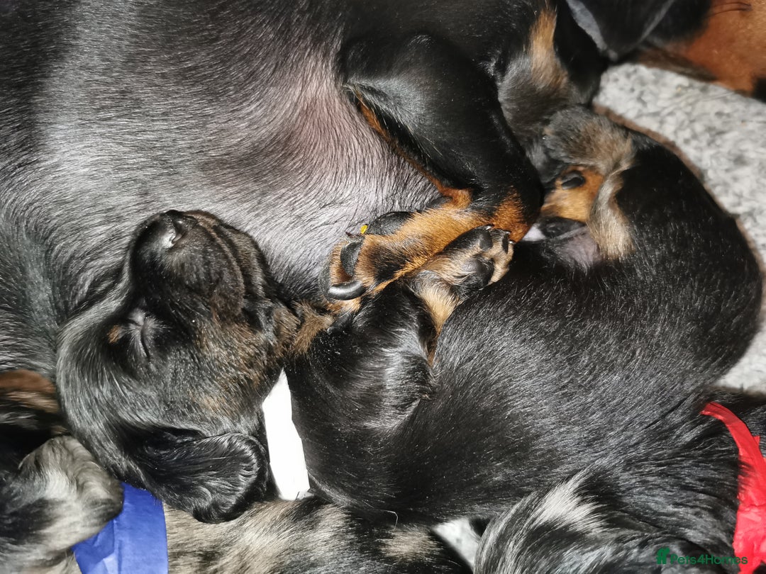 Miniature Dachshund dogs for sale: 5 beautiful miniature dachshund pups for sale - Image 20