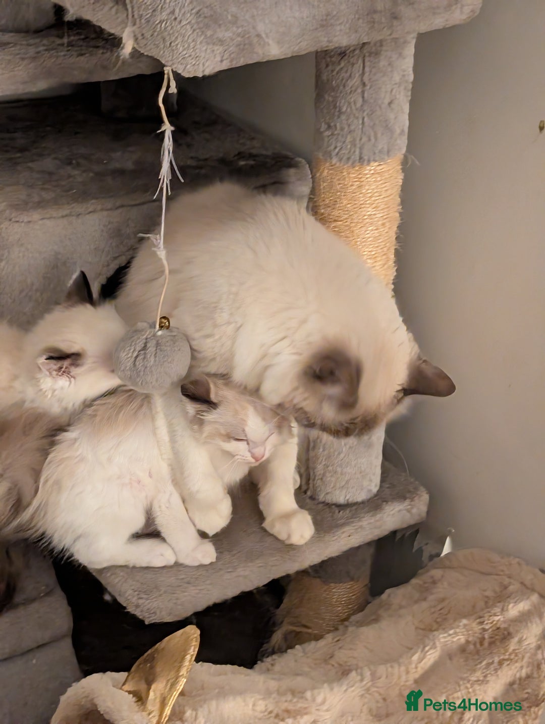 Ragdoll cats for sale: Gorgeous Lucy, a seal bicolour ragdoll kitten  - Advert 3