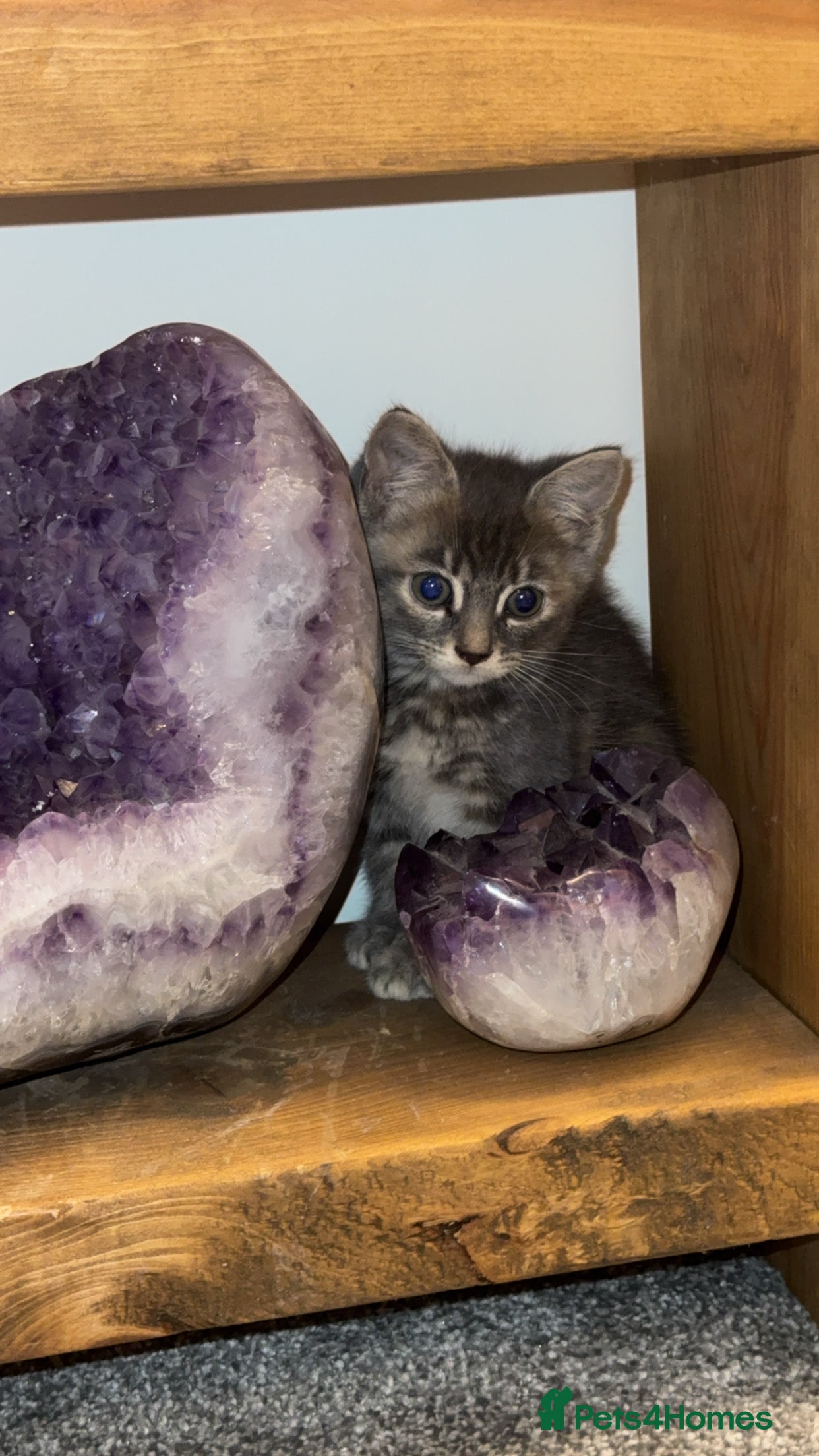 Mixed Breed cats 9 week old female  - Advert 1