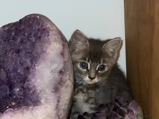 Mixed Breed cats 9 week old female - Advert 6