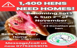 Chickens poultry for sale: Rescue hens ready to reserve! - Image 4