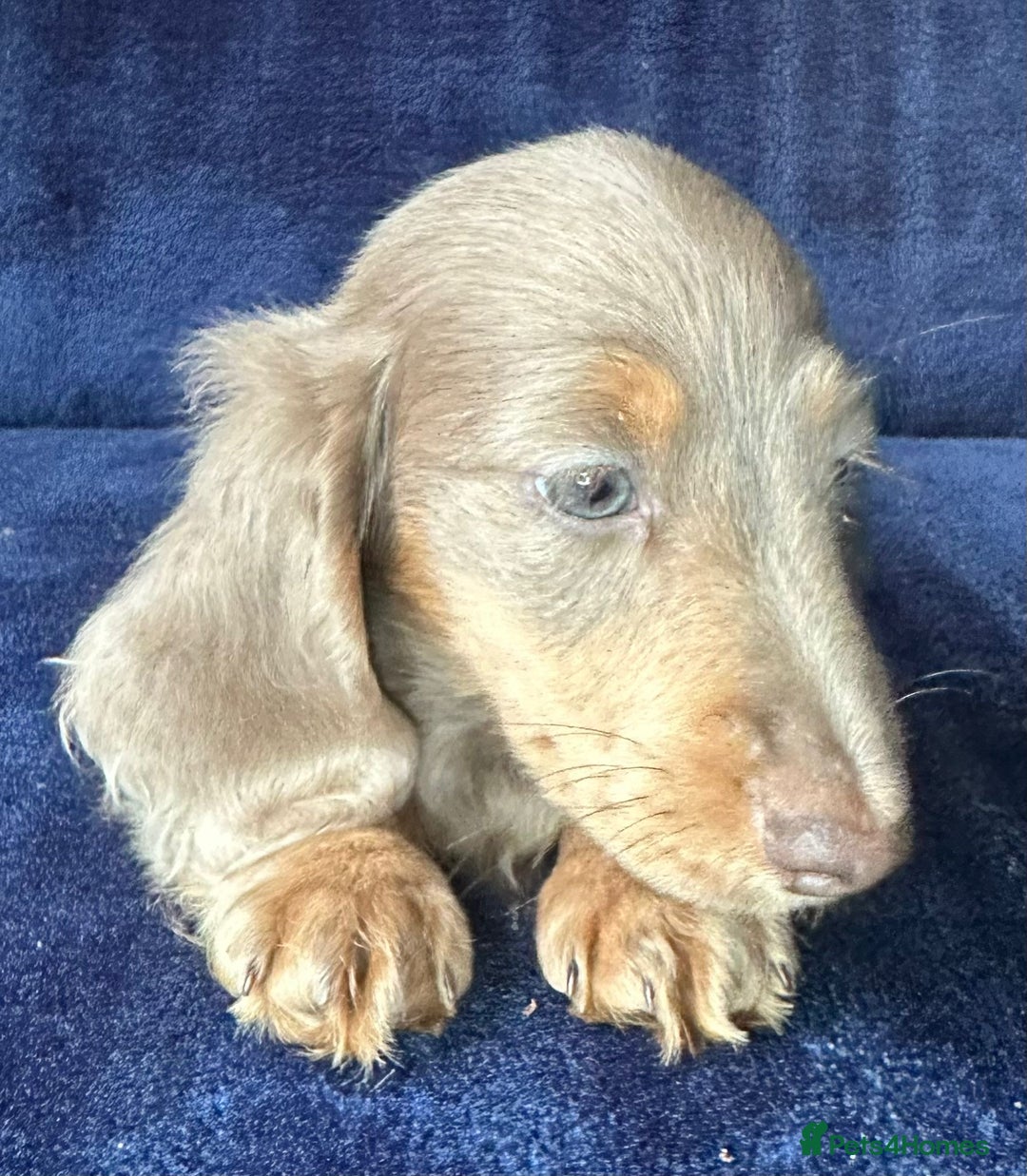 Miniature Dachshund dogs for sale: Isabella long haired boy available  - Advert 8