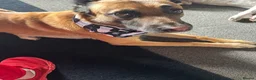 Belgian Shepherd Dog dogs for stud: Ragnar - Advert 6
