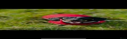 Miniature Dachshund dogs for sale: Winnie the miniature dachshund  - Advert 5
