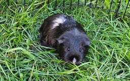 Guinea Pig rodents for sale: Guinea pigs  - Image 1