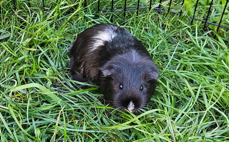Guinea Pig rodents - Advert 11
