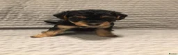 Mixed Breed dogs for sale: lakeypoo - Advert 3