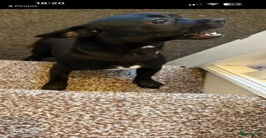 Mixed Breed dogs - Advert 8