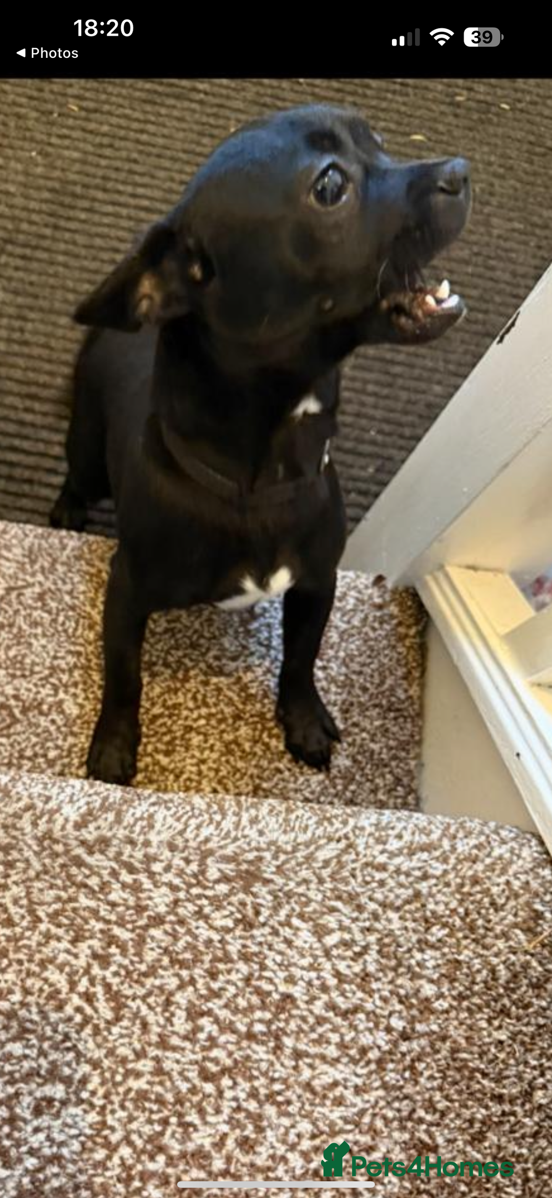Mixed Breed dogs for sale: 6 month old French Bulldog/Chihuahua  - Image 3
