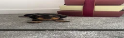Miniature Dachshund dogs for sale: miniature dachound teckels  - Advert 7
