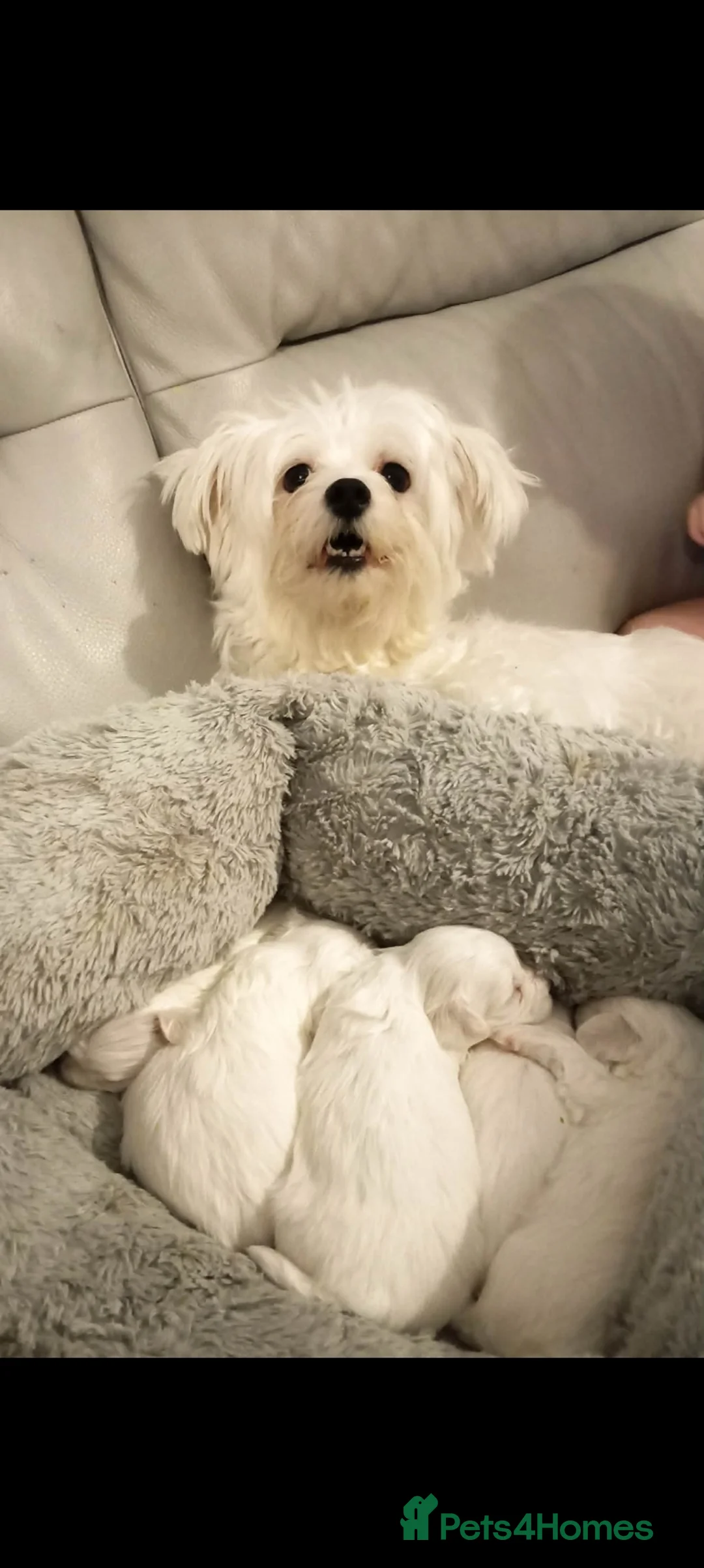 Maltese dogs for sale: Beautiful Maltese Boy Hypoallergenic - Advert 8