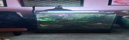 Frog reptiles for sale: Four Chunky Whites Tree Frogs and Full Set up  in Bristol - Advert 11