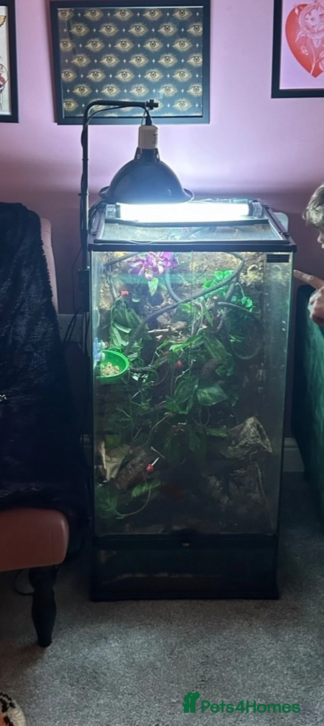 Frog reptiles for sale: Four Chunky Whites Tree Frogs and Full Set up  in Bristol - Advert 11