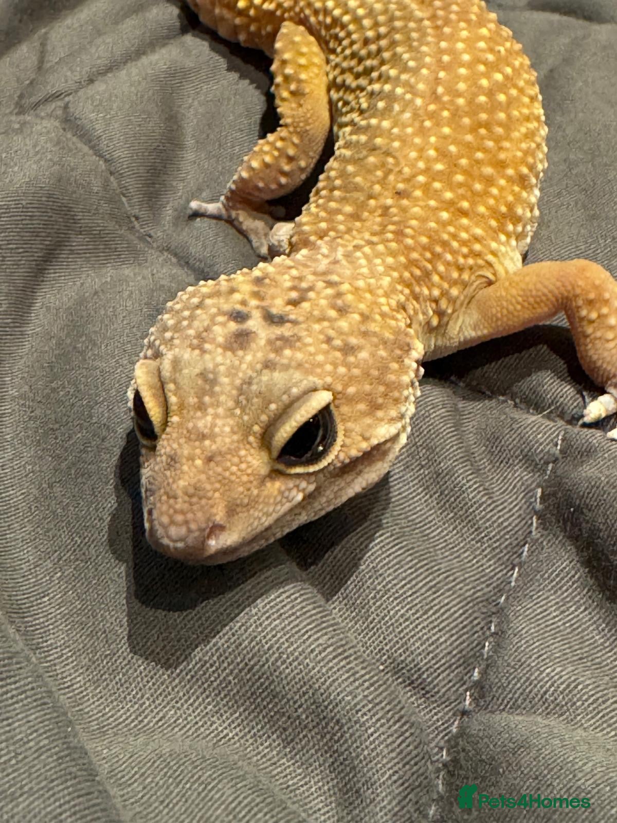 Leopard Gecko reptiles Leopard Gecko - Advert 5