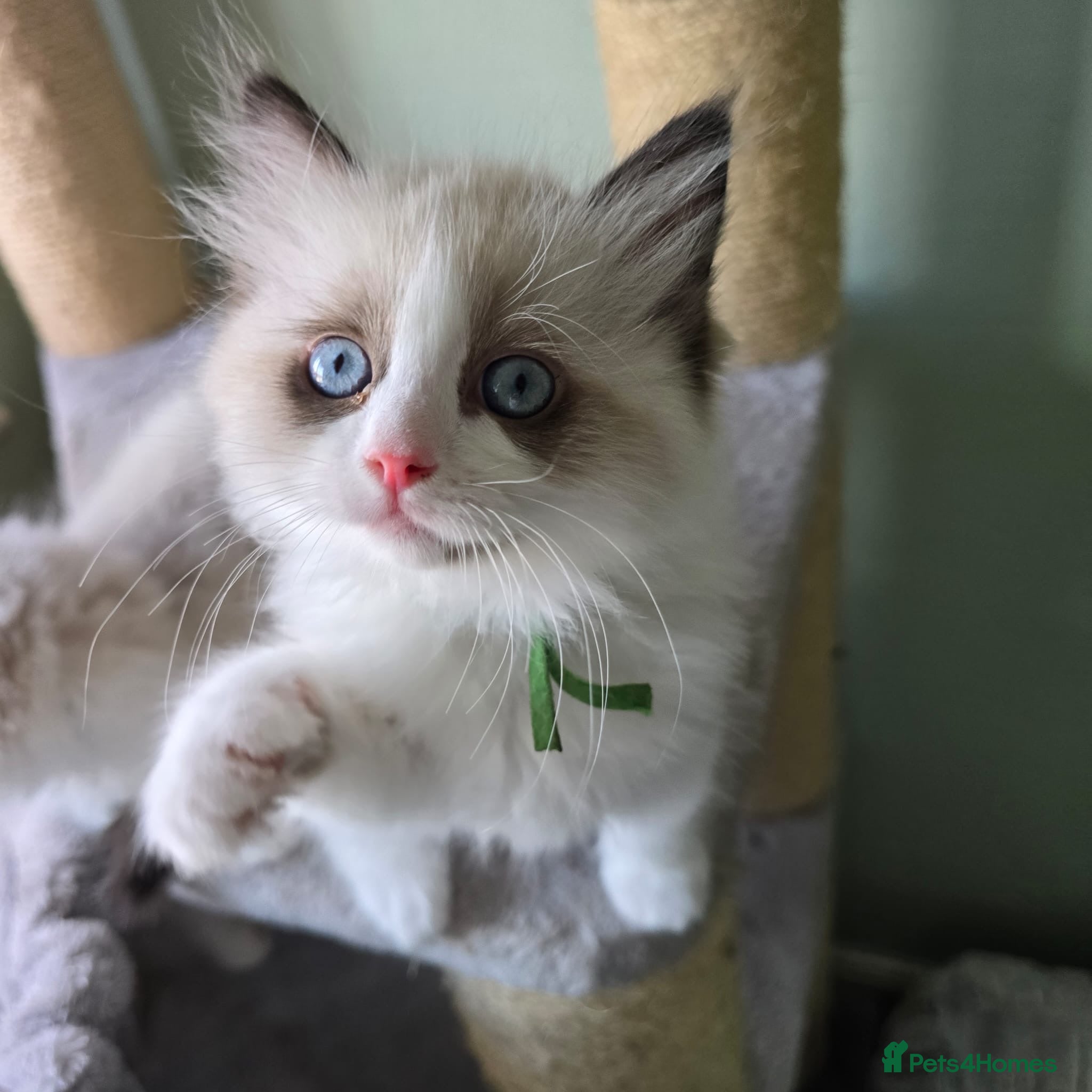 Ragdoll cats CollieKiss Ragdolls – Beautiful TICA Registered - Advert 1