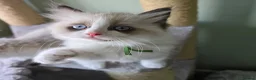 Ragdoll cats for sale: CollieKiss Ragdolls – Beautiful TICA Registered - Advert 6