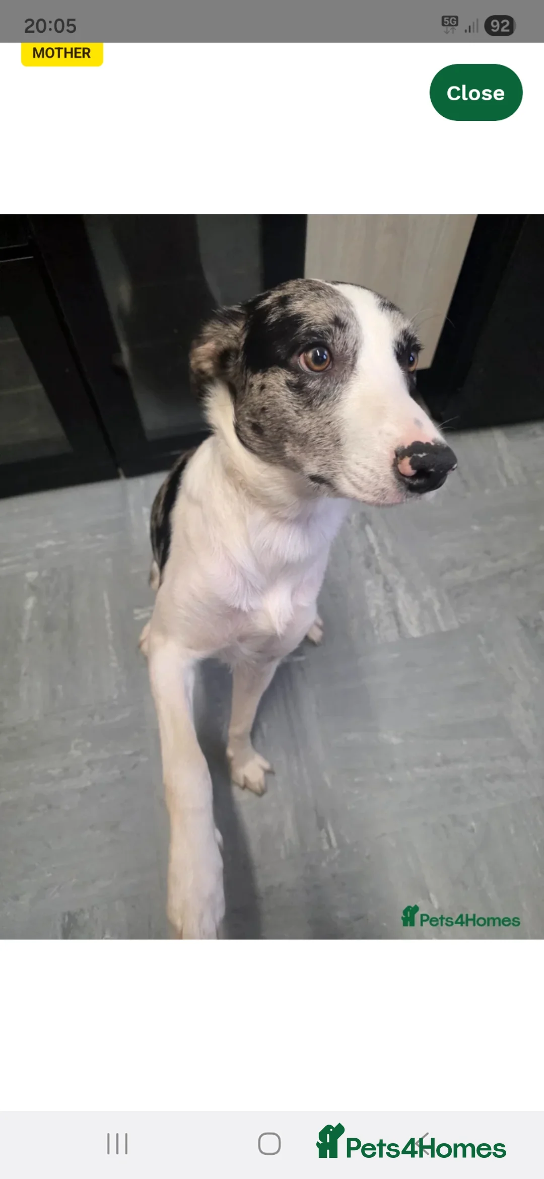 Border Collie dogs for sale: Last gorgeous puppy of a littler of 6. - Advert 7