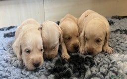 Goldador dogs for sale: Beautiful goldador puppies - Image 3