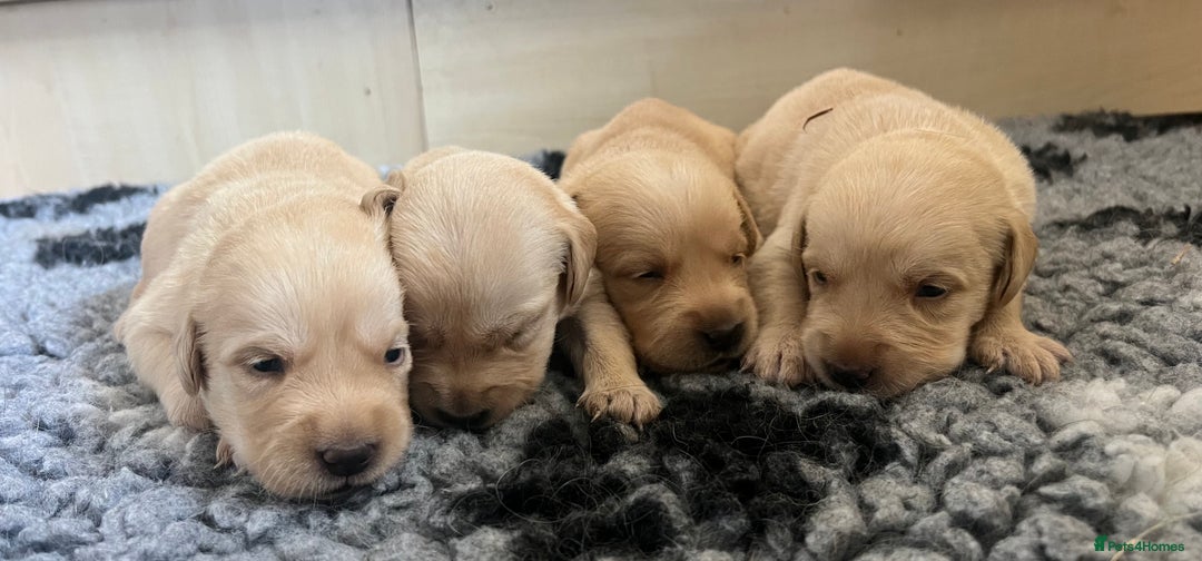 Goldador dogs for sale: Beautiful goldador puppies - Image 3