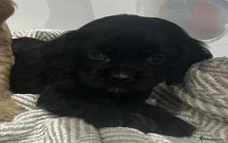 Mixed Breed dogs for sale: American x working cocker spaniel - Advert 7