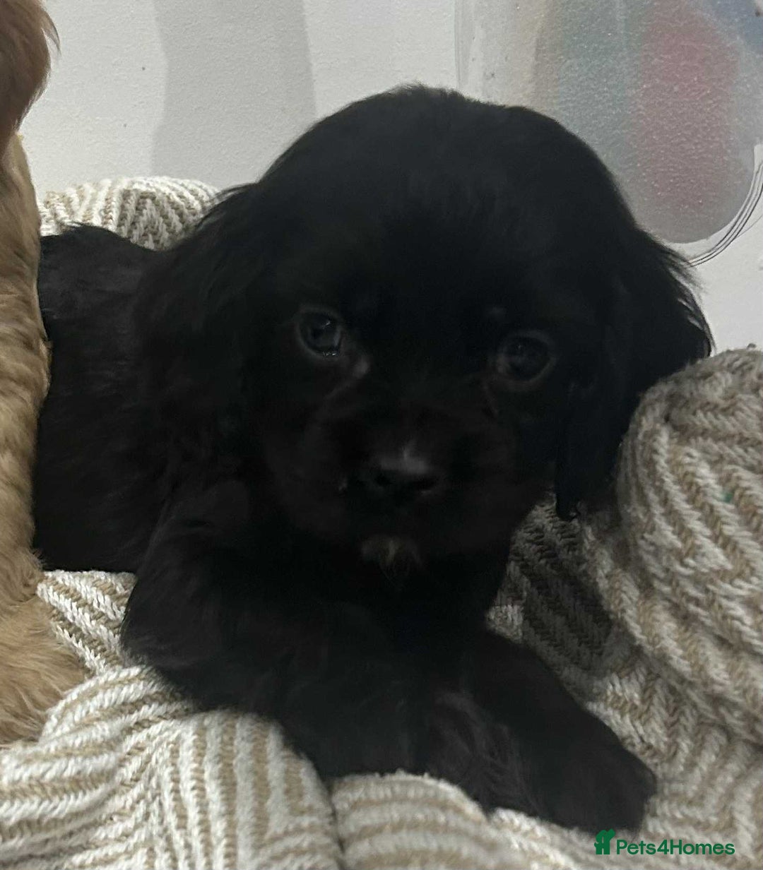 Mixed Breed dogs for sale: American x working cocker spaniel - Advert 7