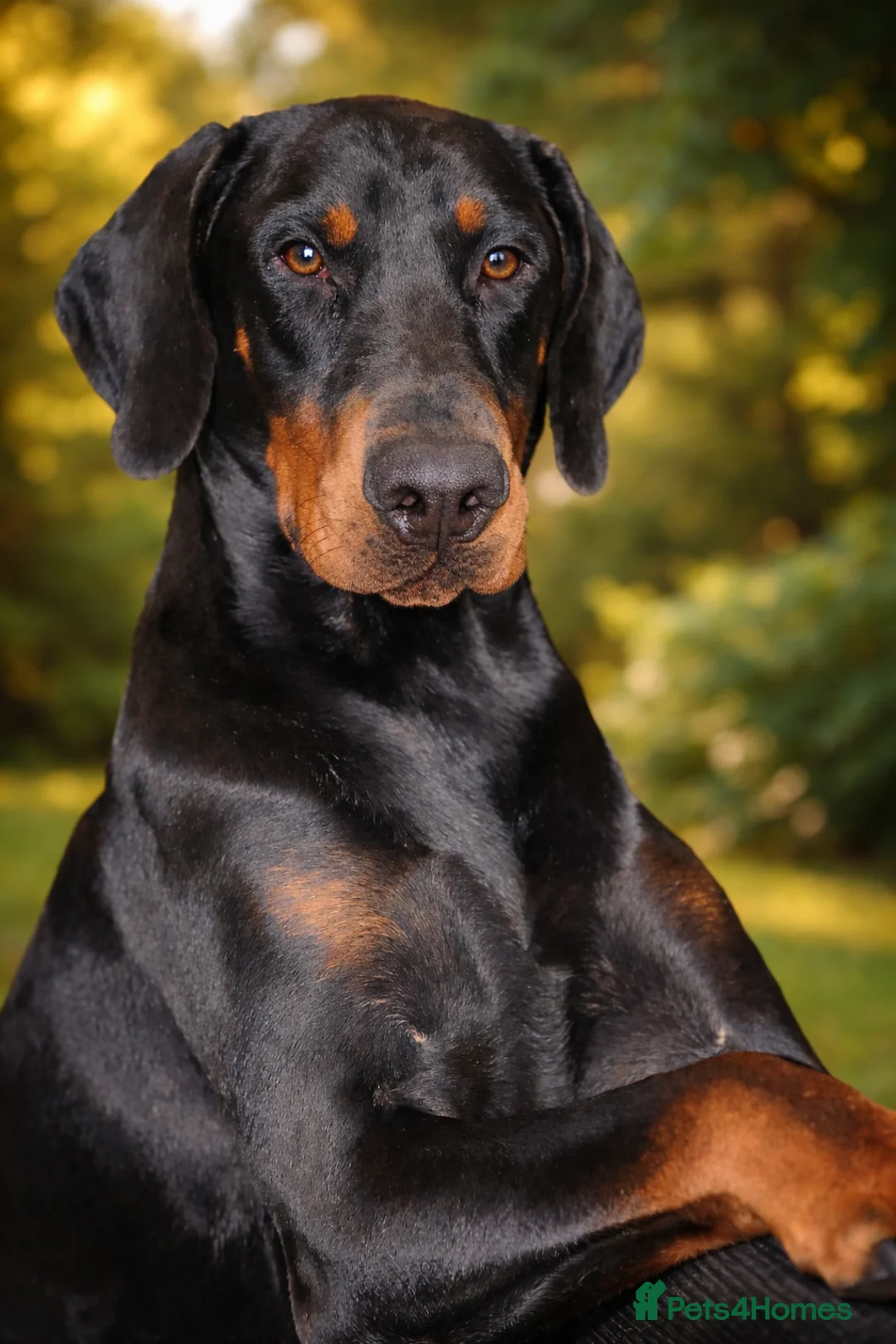 Dobermann dogs for stud: OUTSTANDING BLACK & RUST DOBERMANN STUD DOG  - Advert 3