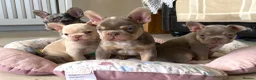 French Bulldog dogs for sale: TOP QUALITY FRENCH BULLDOG PUPPIES - Advert 28