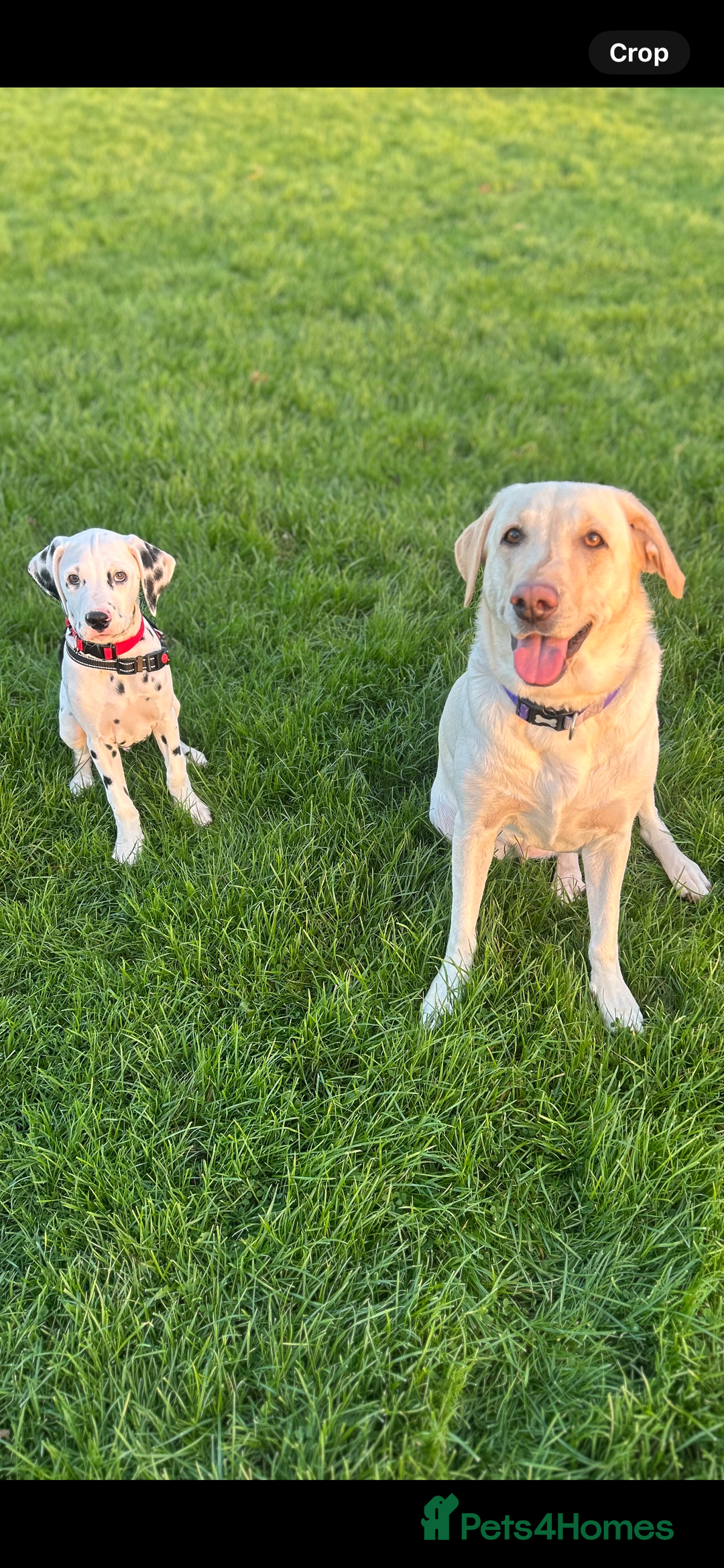 Dalmatian dogs for sale: Jasper  - Advert 3