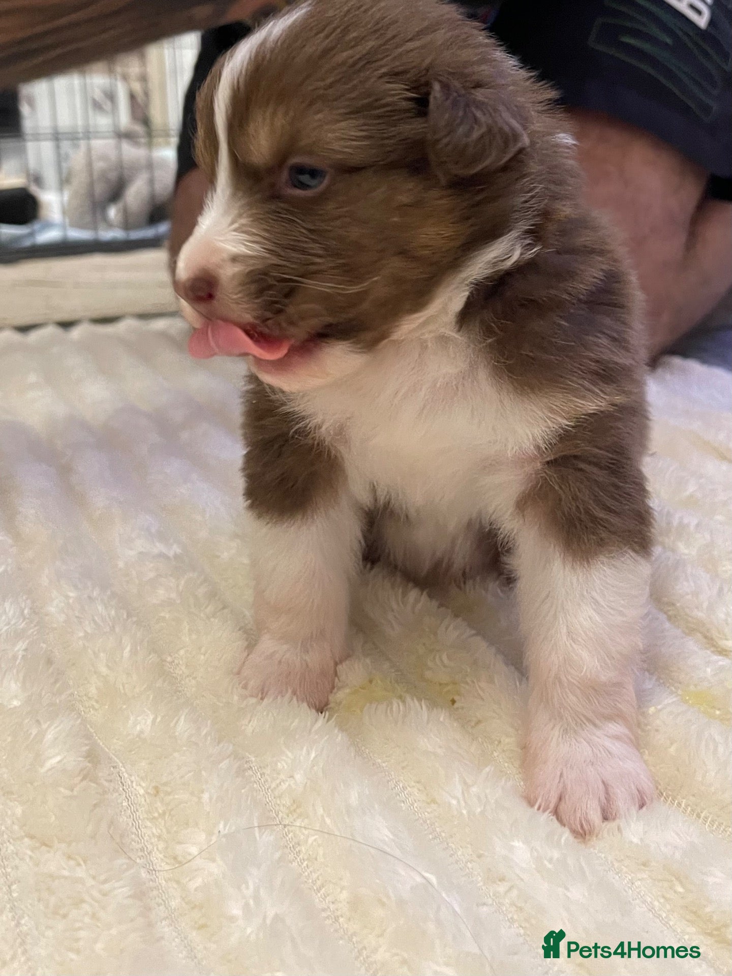 Australian Shepherd dogs for sale: Cute Australian Shepherd puppies♥️ - Advert 2