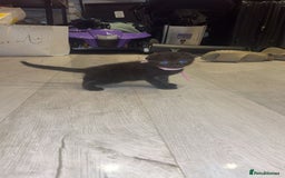Mixed Breed cats for sale: Scottish Fold/maine coon - Image 6